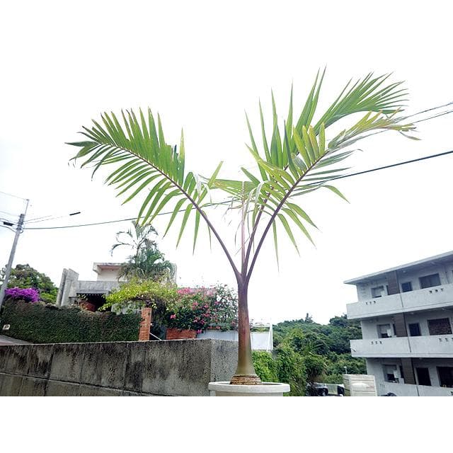 【送料込】沖縄産トックリヤシ（２７）┃人気沸騰中の徳利椰子でインテリアを楽しもう