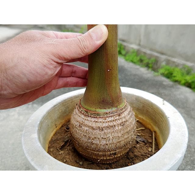 【送料込】沖縄産トックリヤシ（２７）┃人気沸騰中の徳利椰子でインテリアを楽しもう