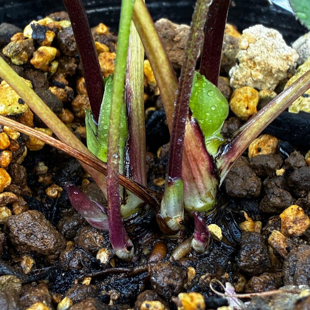 ラ*ク様 3511☘️蕾花付き☘️小輪⭐️ペールピンクぼかし⭐️クリア美人⭐️樋