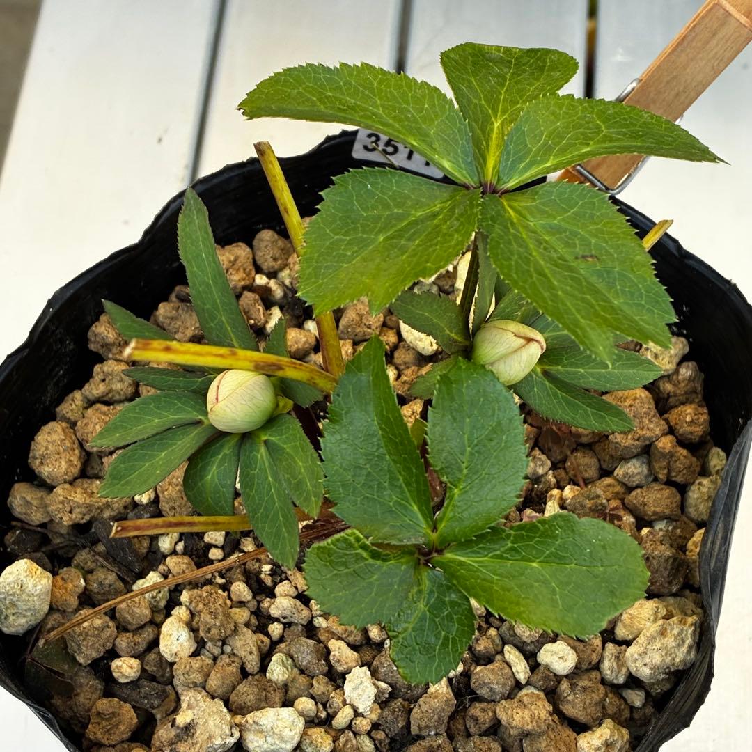 ラ*ク様 3511☘️蕾花付き☘️小輪⭐️ペールピンクぼかし⭐️クリア美人⭐️樋