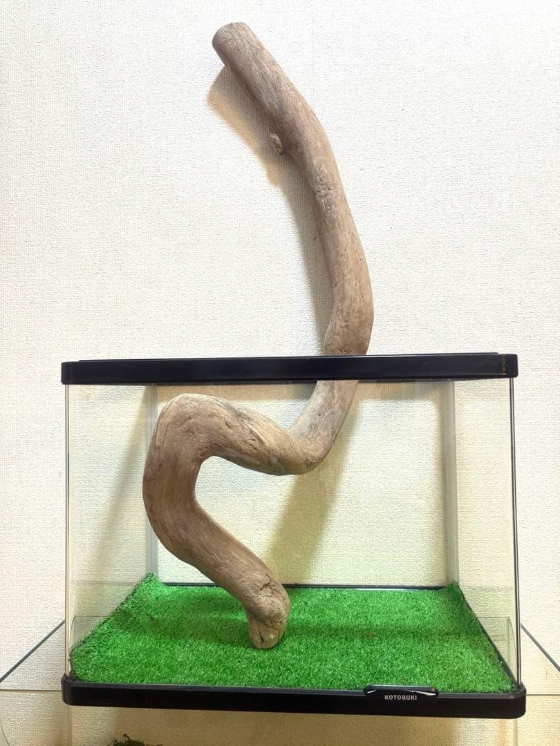 Ｇ79 灰汁抜き処理済　流木　爬虫類　両生類シェルター　観葉植物　インテリア