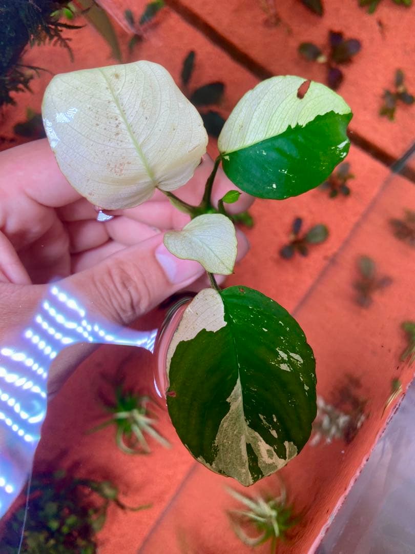 アヌビアスナナ　パンダキング