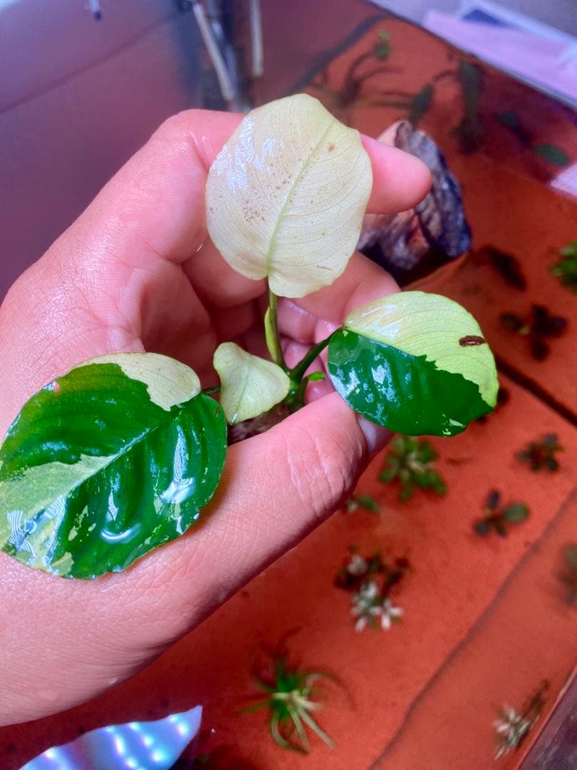 アヌビアスナナ　パンダキング