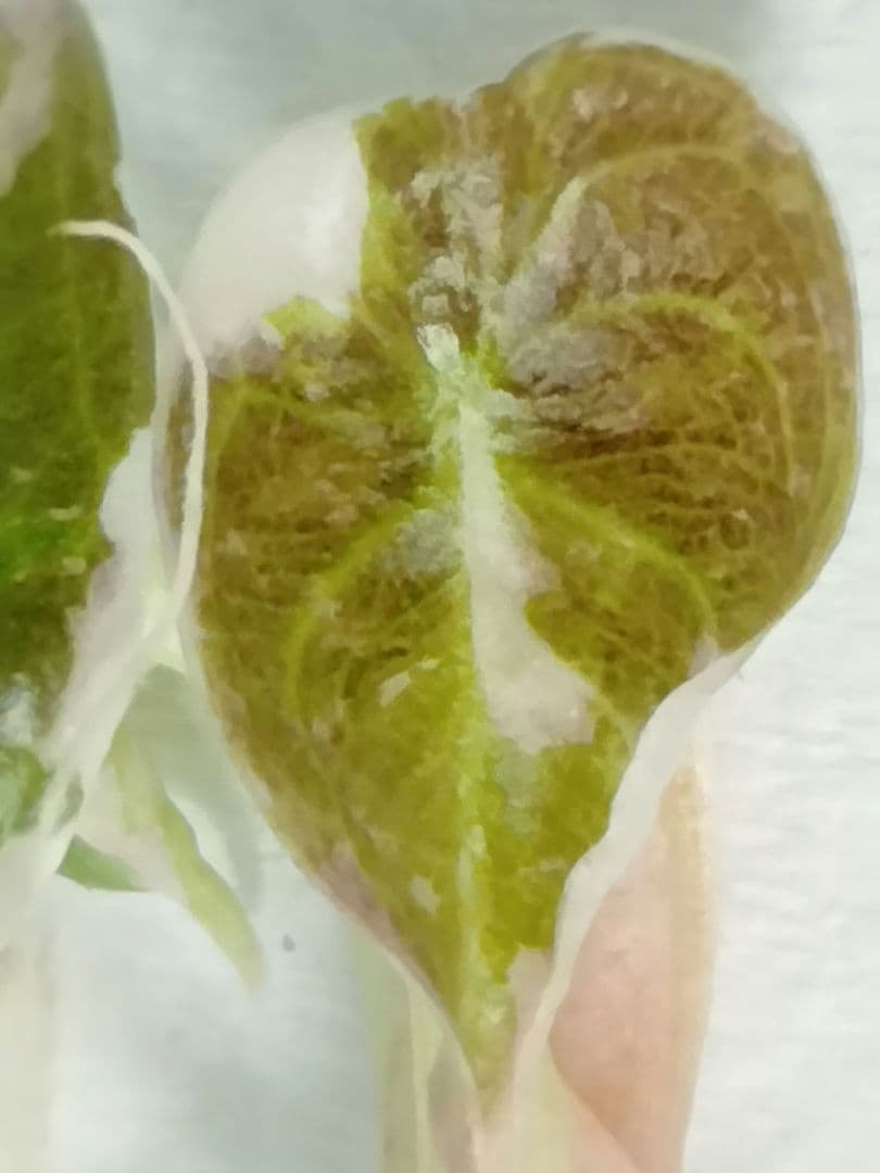 For ティファニー