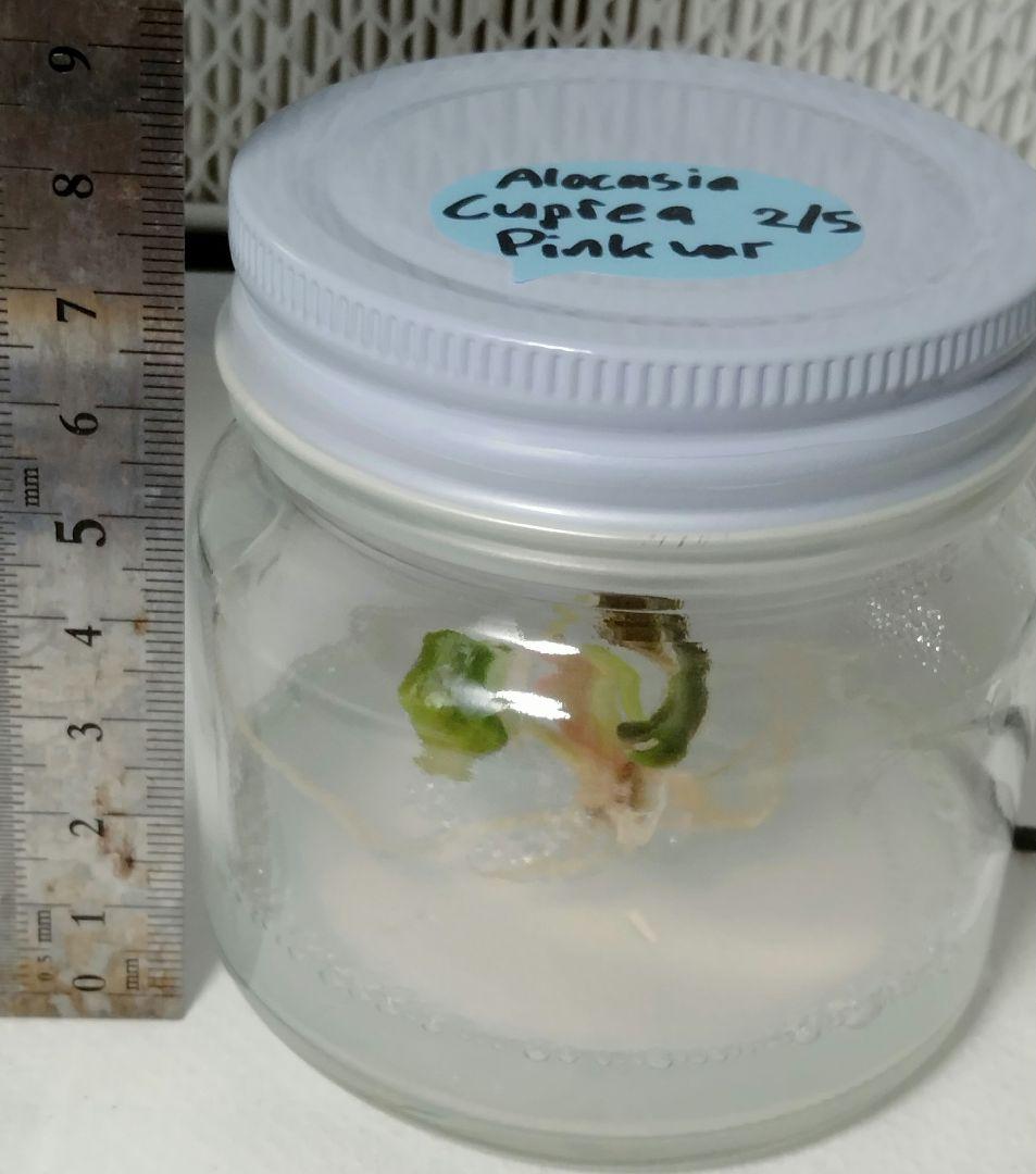 For ティファニー