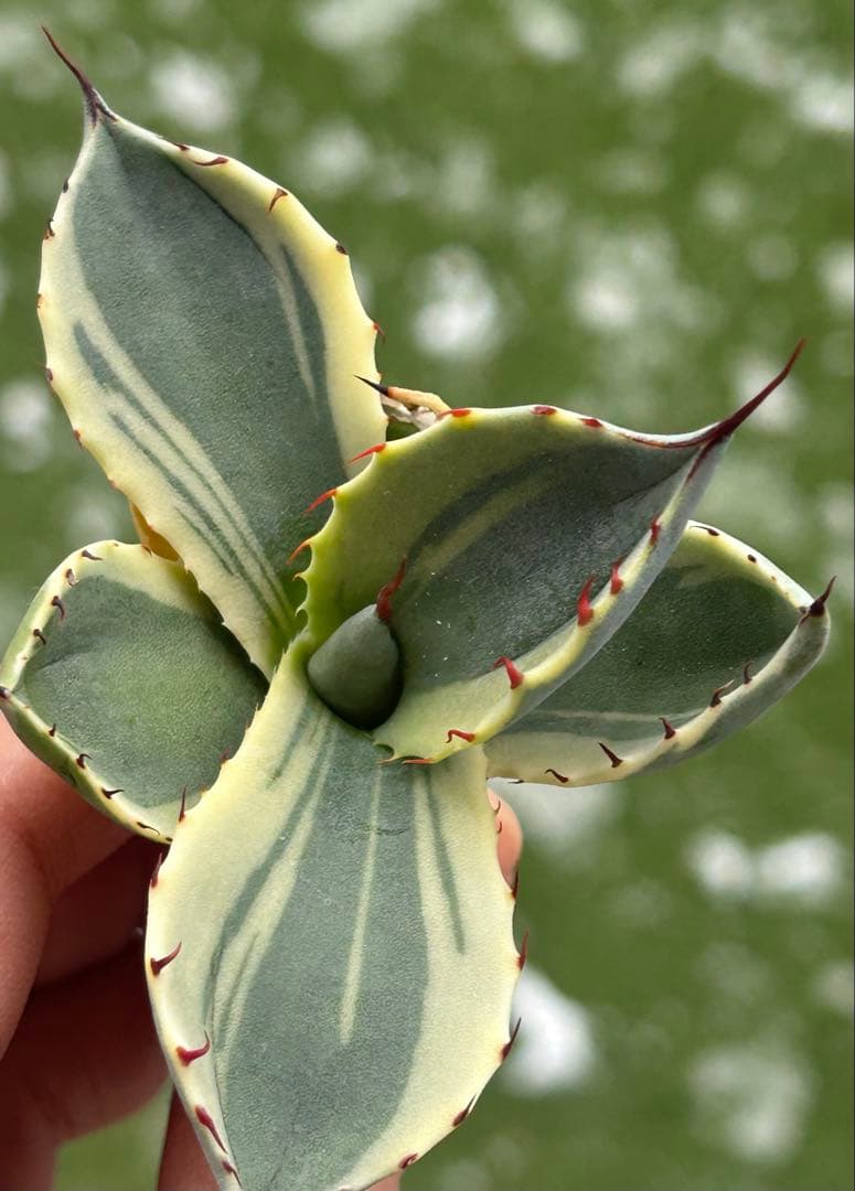 激レア最高級株！発根済み！オリザバ⑤極上株！アガベ　根付き