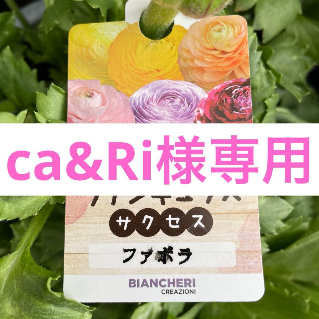 花 ca&Ri
