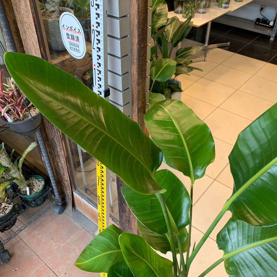 ストレリチア オーガスタ 8号