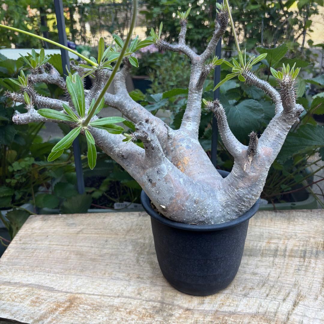 短期間限定超特価！長期管理株 大株 パキポディウム マカイエンセ 魔界玉 現地株