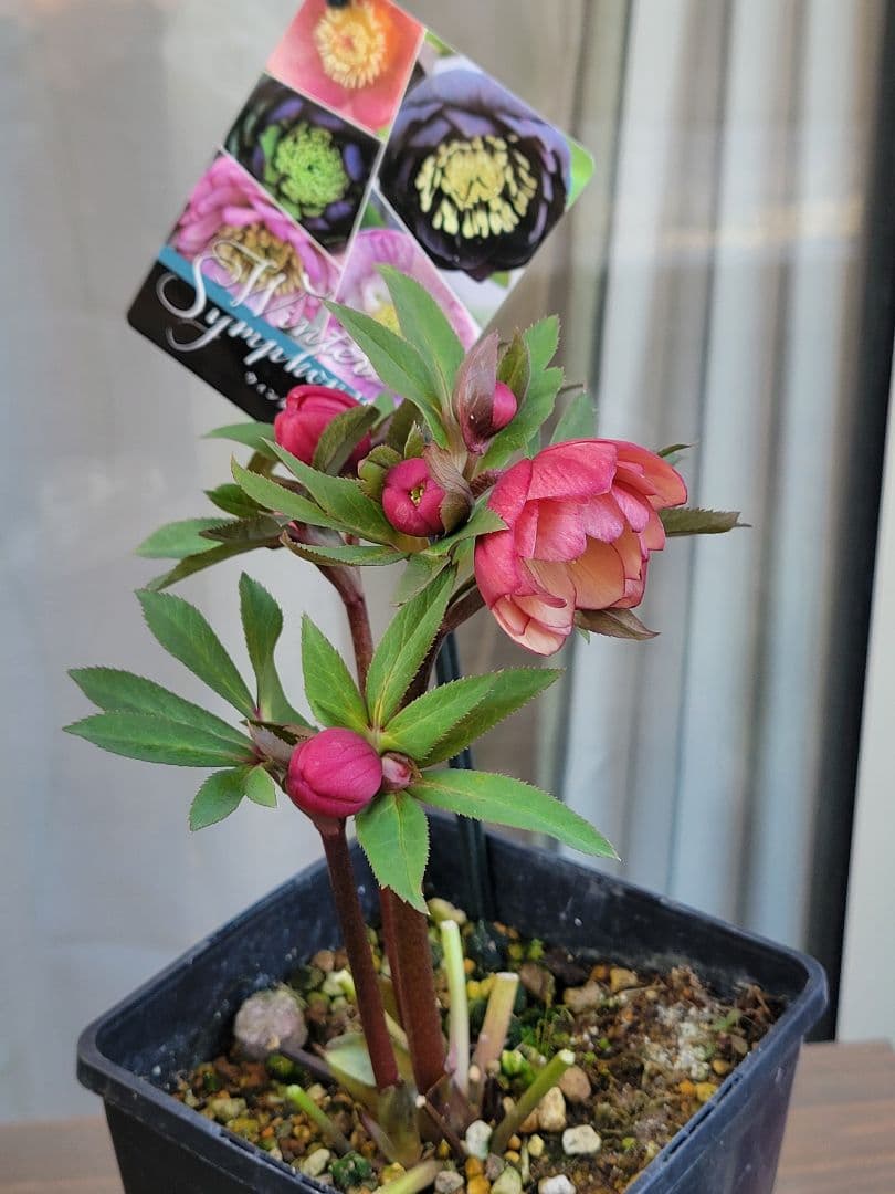 ウィンターシンフォニーdd　アプリコットバイカラー　姫りんごちゃん♡