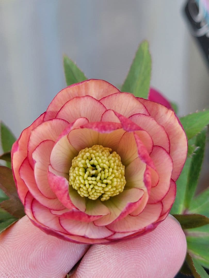 ウィンターシンフォニーdd　アプリコットバイカラー　姫りんごちゃん♡