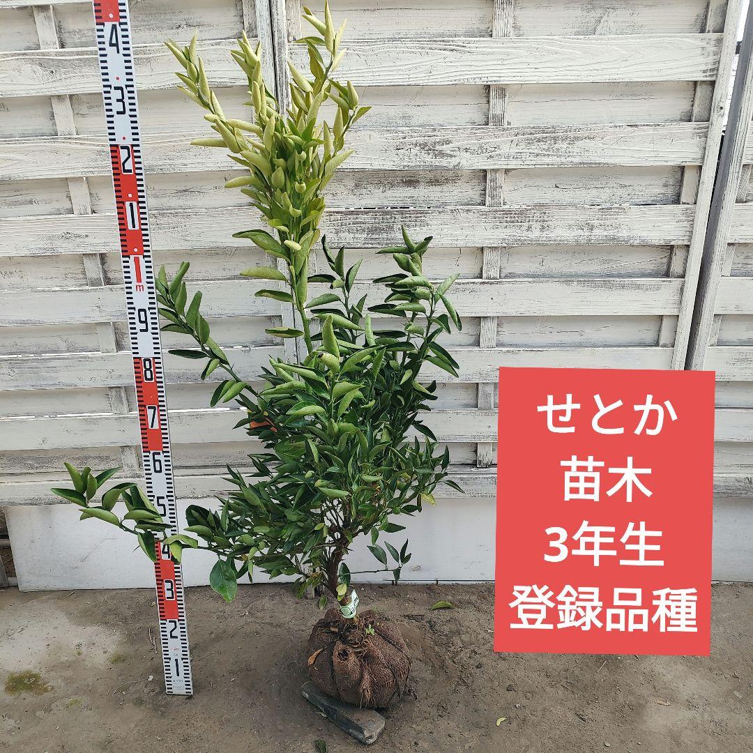 がんもさま専用出品 せとか3年生 登録品種 苗木