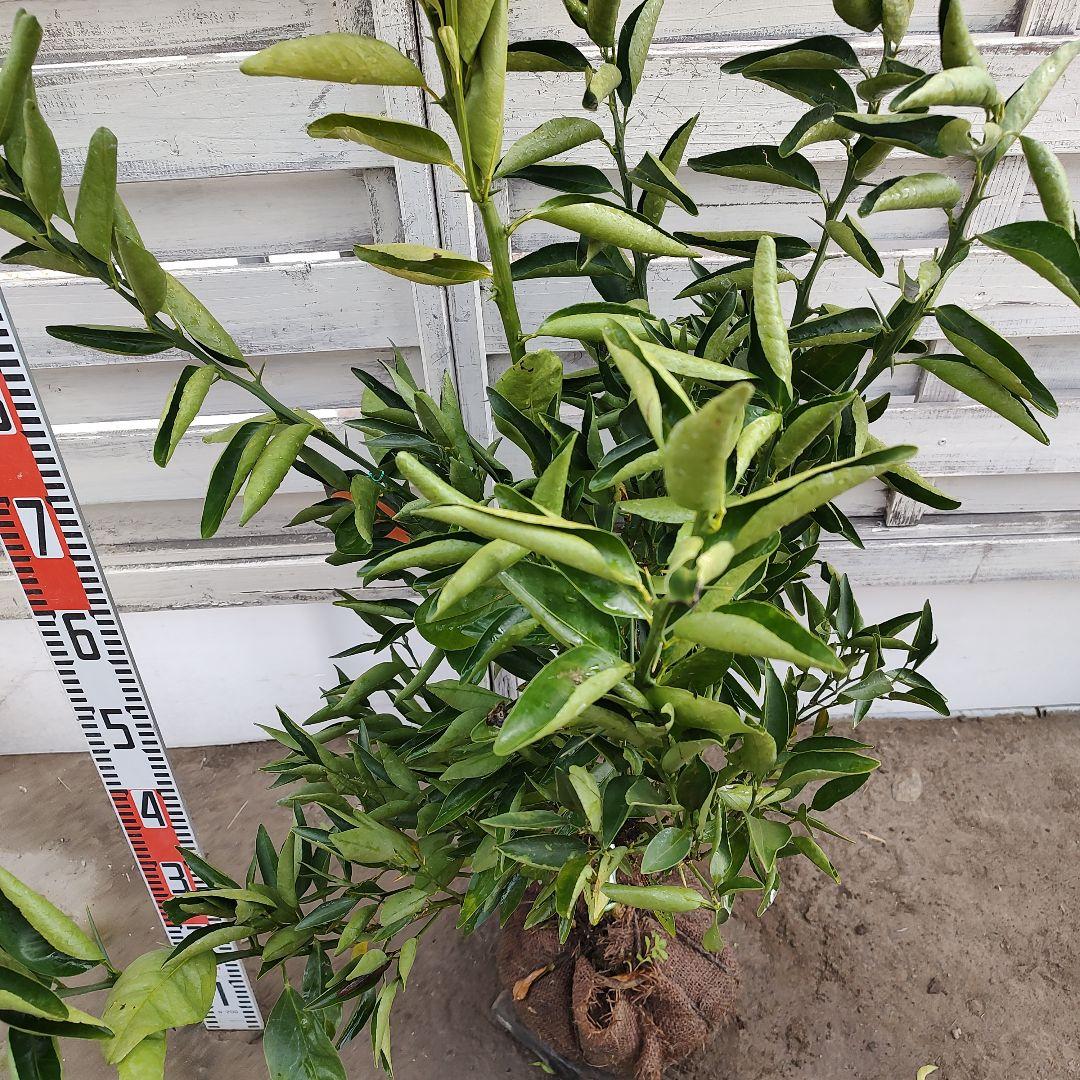 がんもさま専用出品 せとか3年生 登録品種 苗木