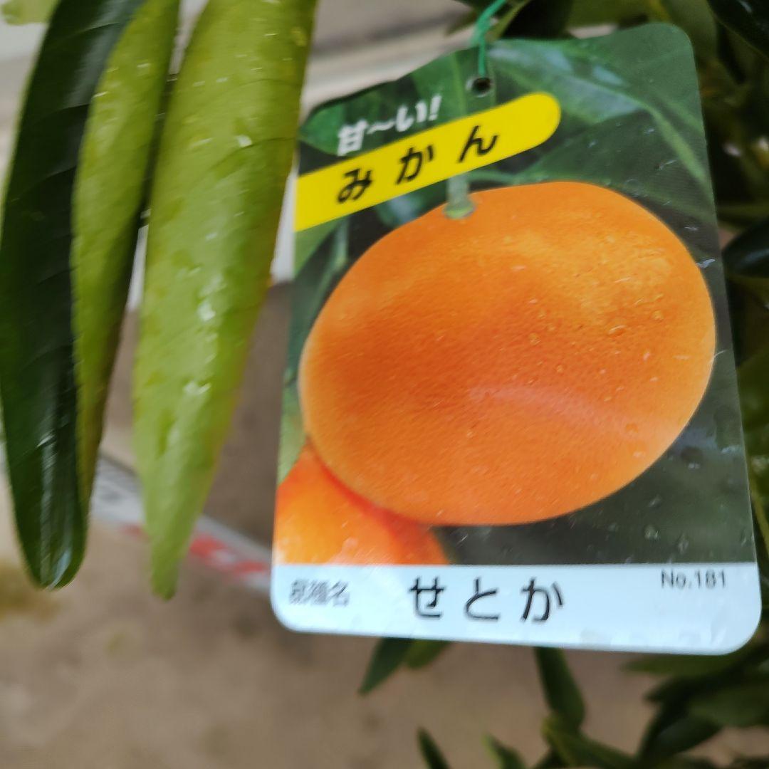 がんもさま専用出品 せとか3年生 登録品種 苗木