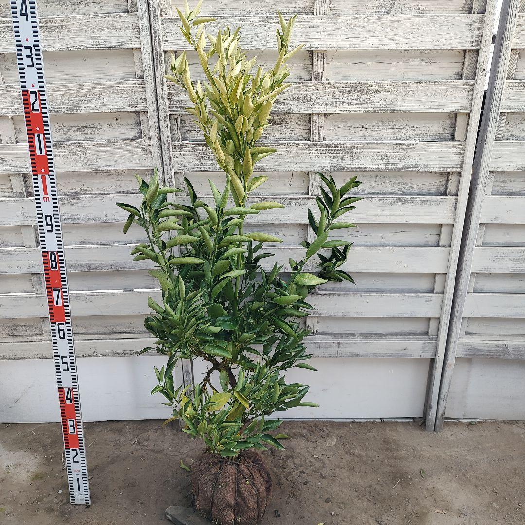 がんもさま専用出品 せとか3年生 登録品種 苗木