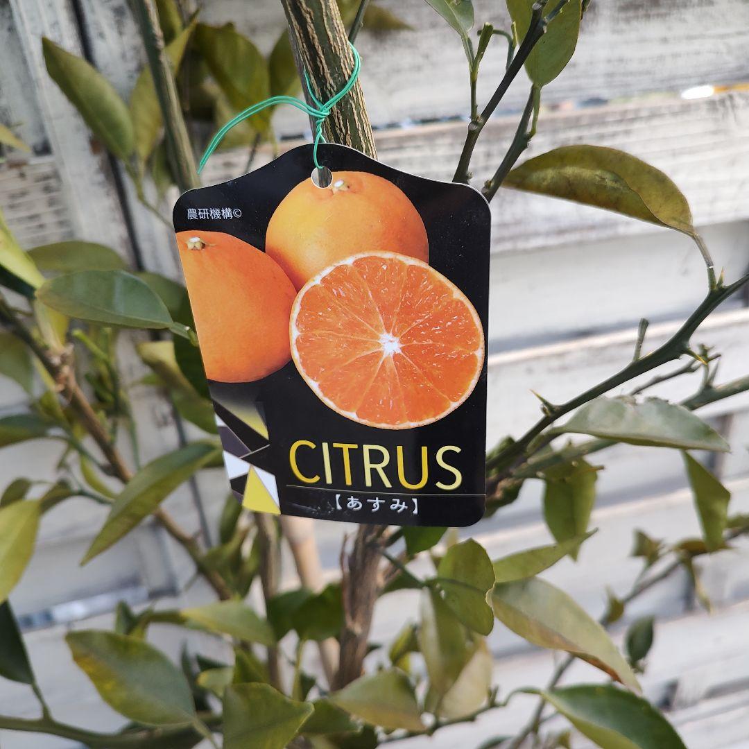 がんもさま専用出品 せとか3年生 登録品種 苗木