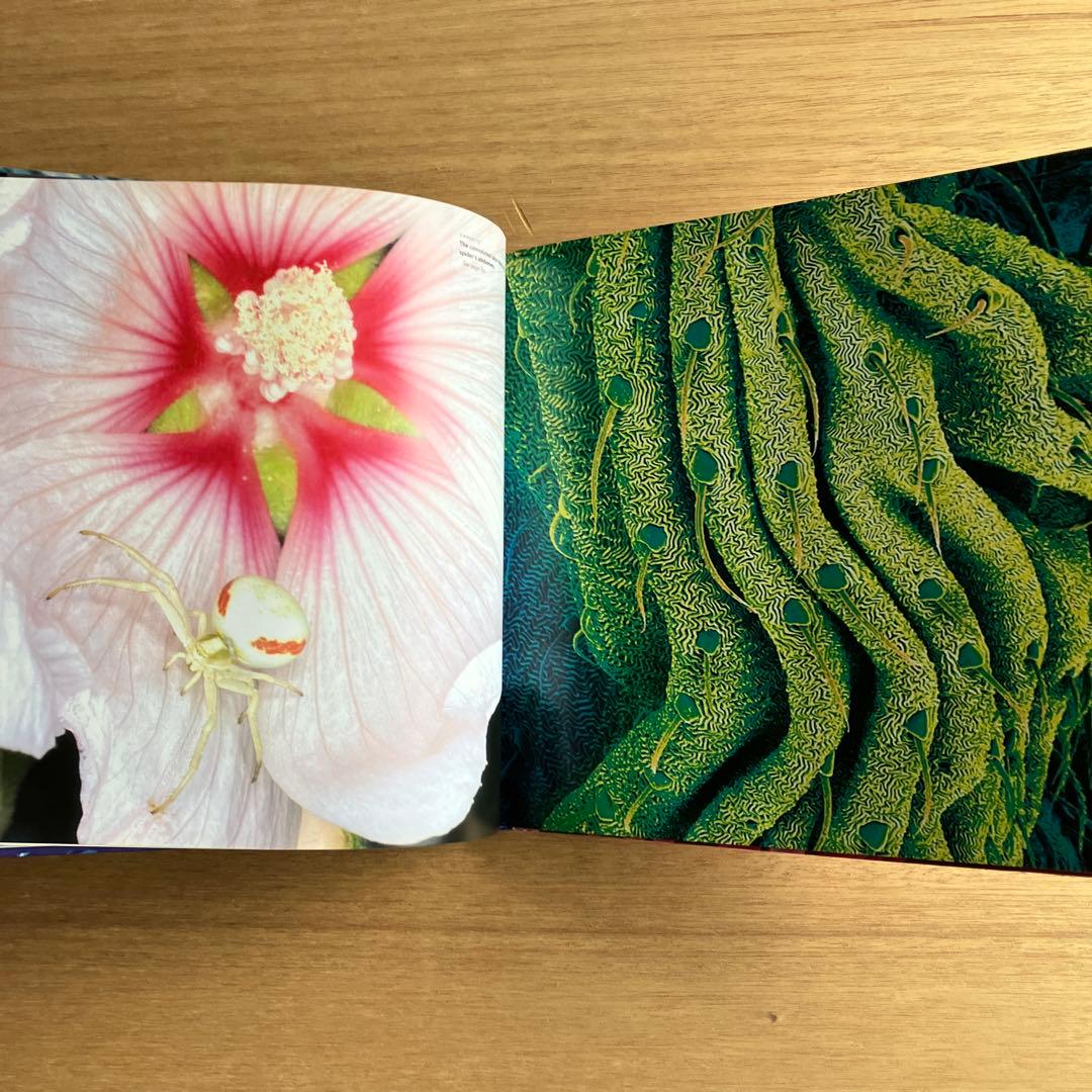 [NANO NATURE]R.ジョーンズ　英コリンズ社電子顕微鏡による驚異の実相