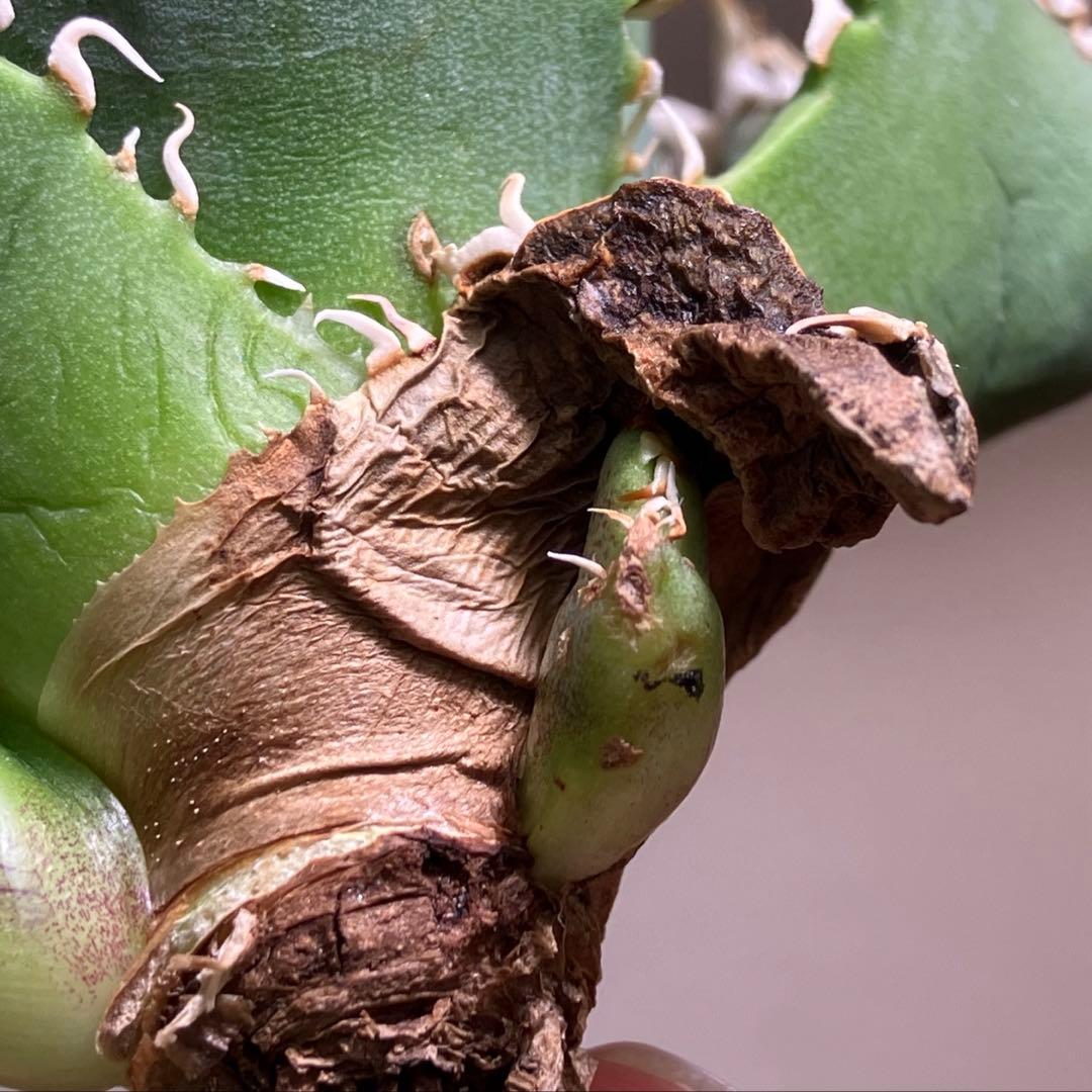 t*様 【オークション】⑥選抜　子株2株付き　太棘　アガべ　チタノタ　白豪刺　T