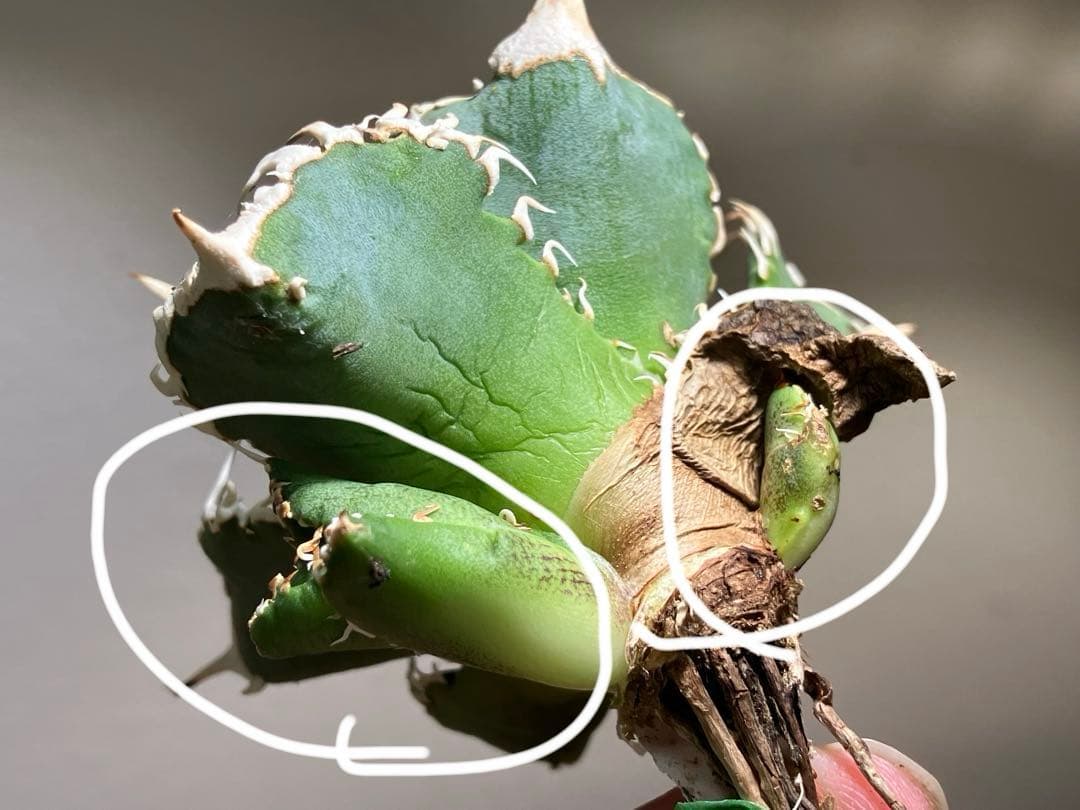 t*様 【オークション】⑥選抜　子株2株付き　太棘　アガべ　チタノタ　白豪刺　T