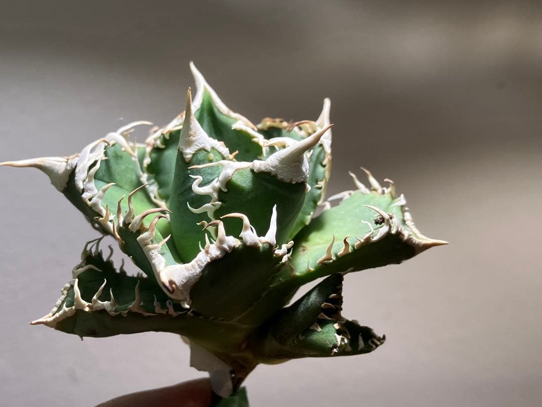 t*様 【オークション】⑥選抜　子株2株付き　太棘　アガべ　チタノタ　白豪刺　T