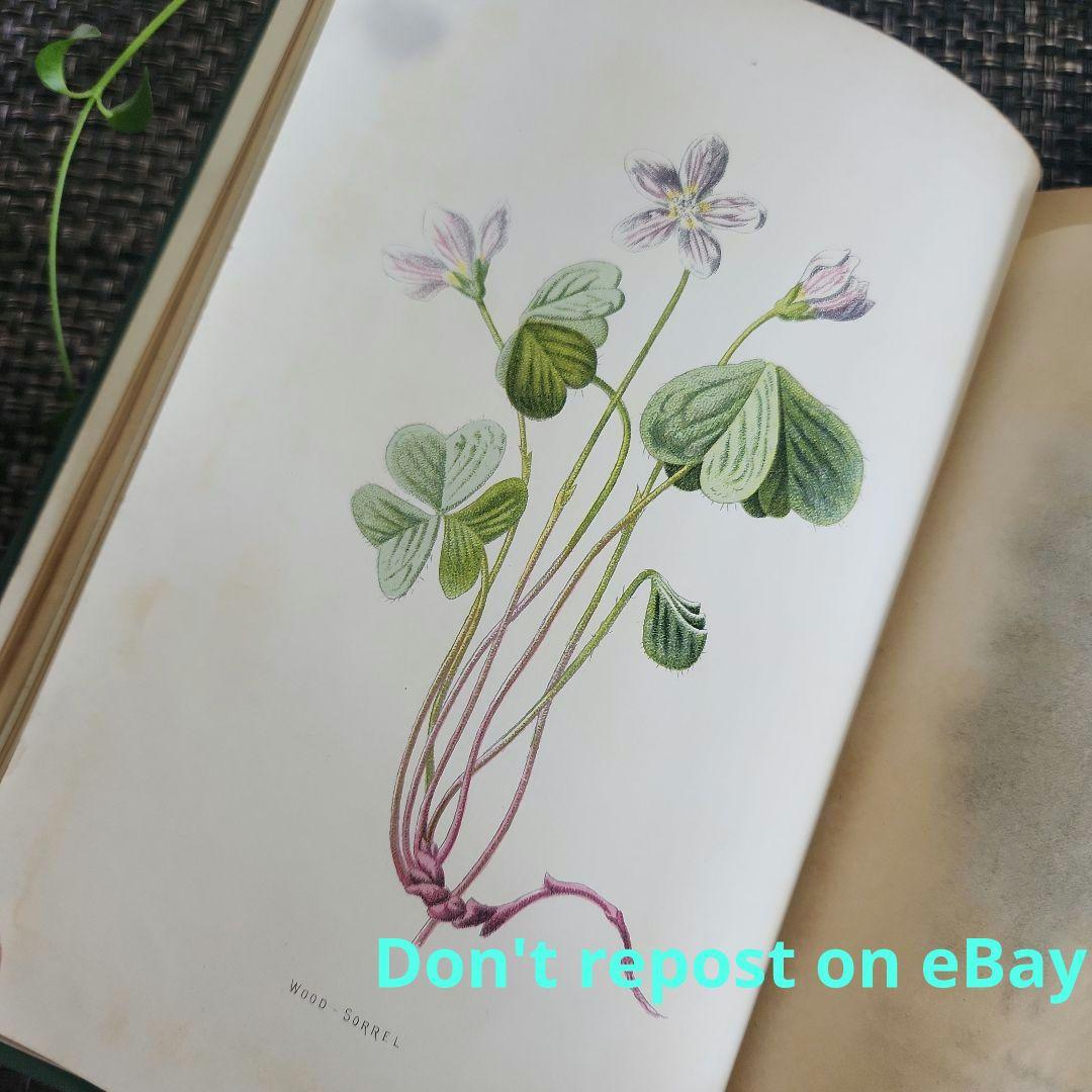 植物図鑑　洋書　ボタニカルアート　アンティーク　リトグラフ　24