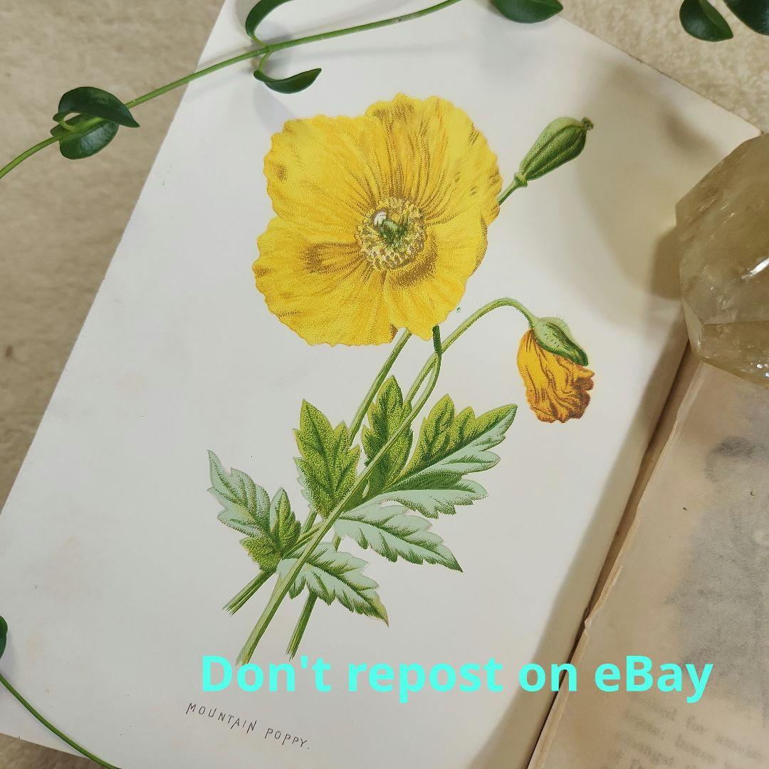 植物図鑑　洋書　ボタニカルアート　アンティーク　リトグラフ　24