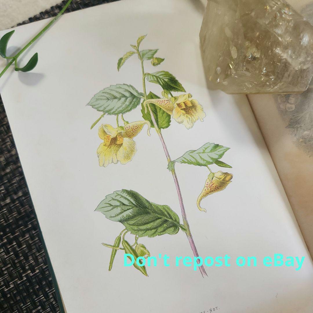 植物図鑑　洋書　ボタニカルアート　アンティーク　リトグラフ　24