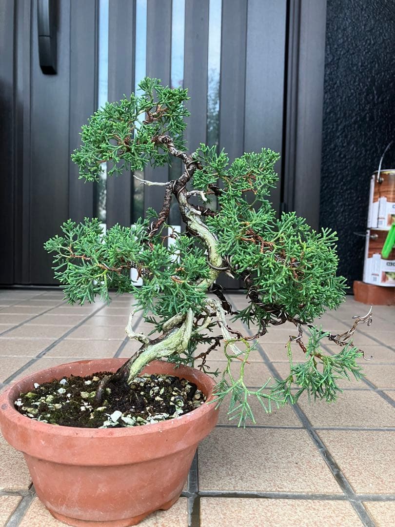 陸*奥様 石鎚山の真柏　美しい樹形でジン舎利のバランスが超魅力！　★大幅値下げ超