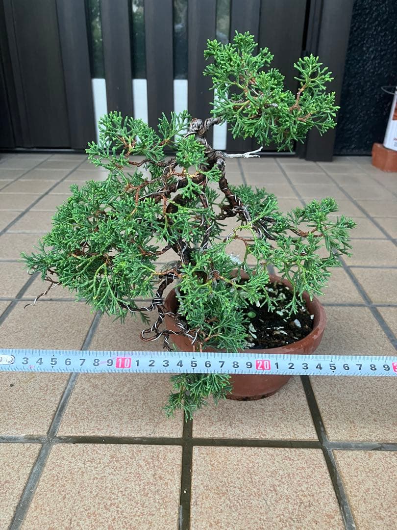 陸*奥様 石鎚山の真柏　美しい樹形でジン舎利のバランスが超魅力！　★大幅値下げ超