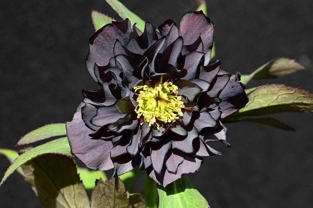 クリスマスローズ　多弁系ブラック　加藤農園