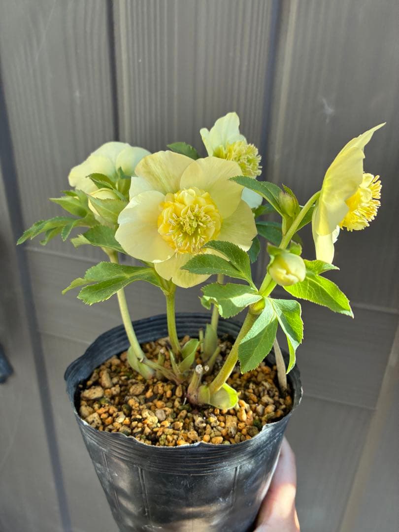 ♡加藤農園♡ モリモリセミダブル　丸弁整形花　充実株