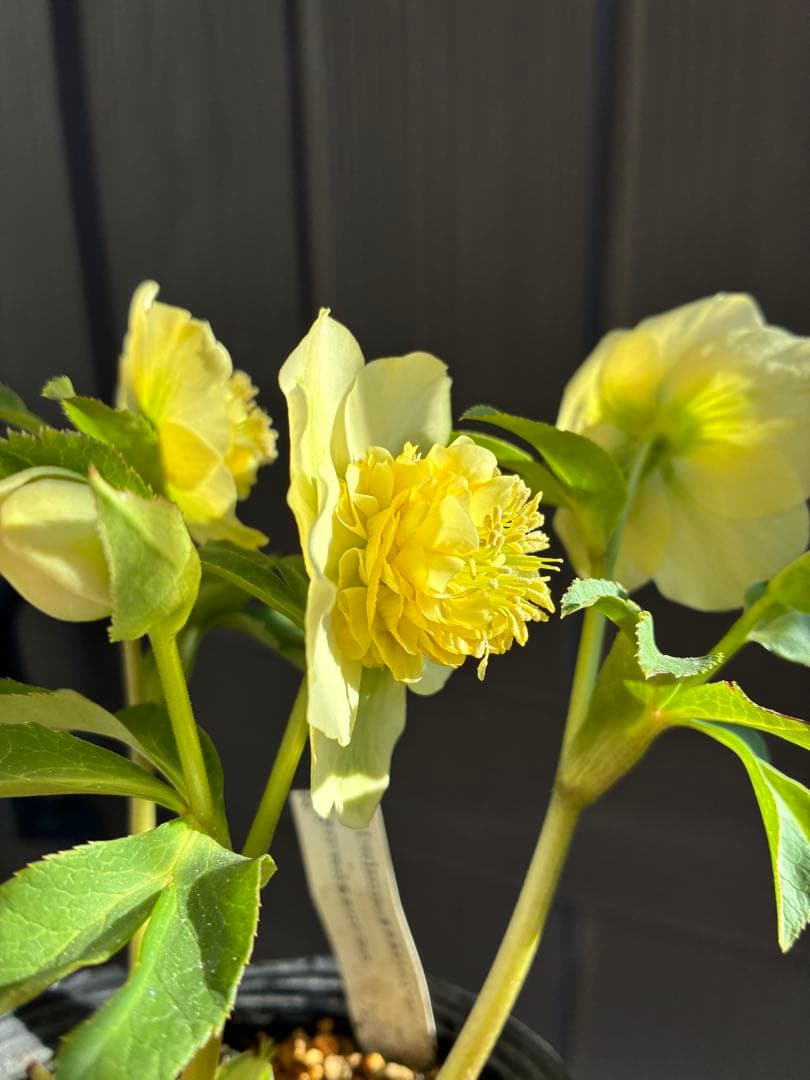 ♡加藤農園♡ モリモリセミダブル　丸弁整形花　充実株