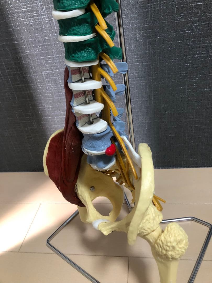 〈7ウェルネ〉脊椎模型 (主要筋・靭帯・神経、血管付) 実物大