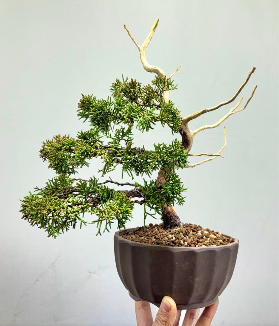 ス*認様 【サービスオークション】真柏　盆栽☆