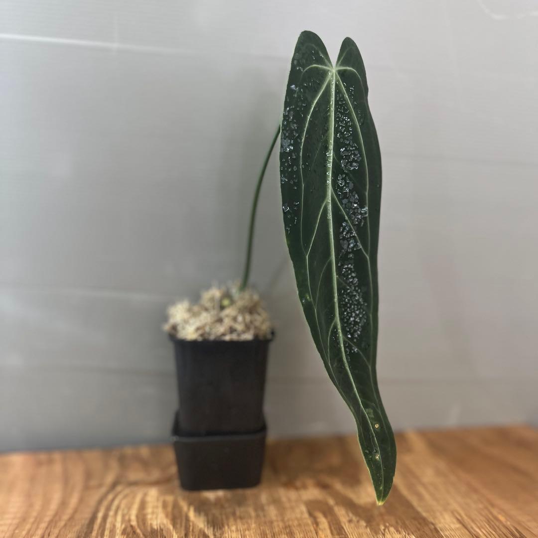 アヴィアンスリウム　ワロクアナム　ダークナロー　大きめサイズ