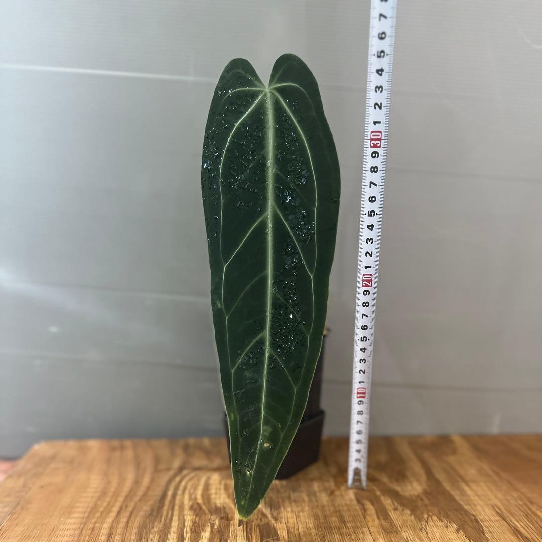 アヴィアンスリウム　ワロクアナム　ダークナロー　大きめサイズ