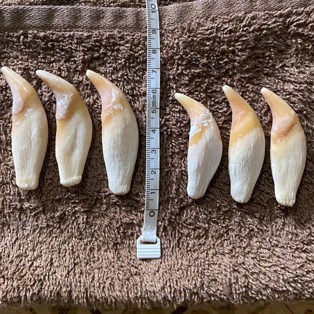 月の輪熊　牙　熊の牙