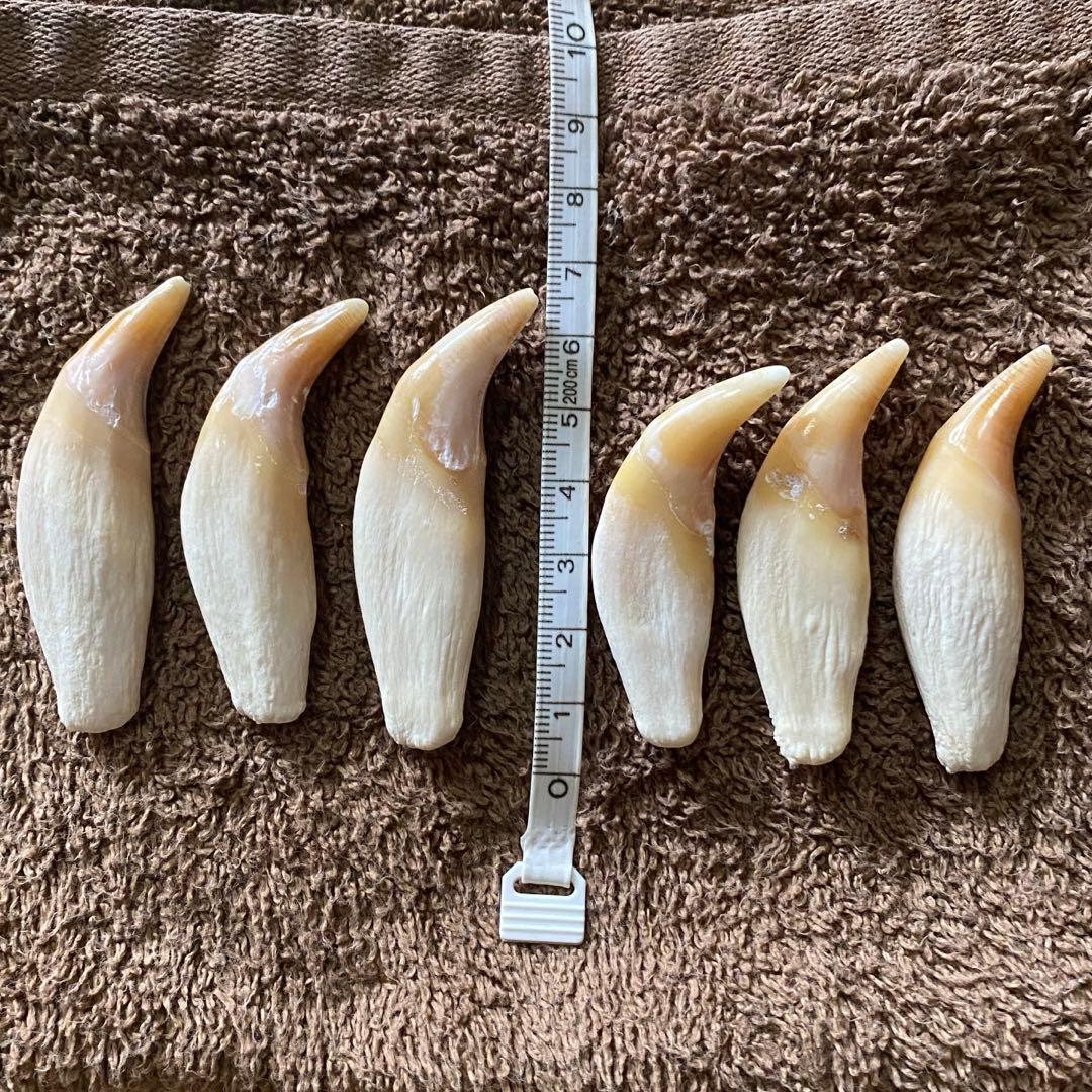 月の輪熊　牙　熊の牙