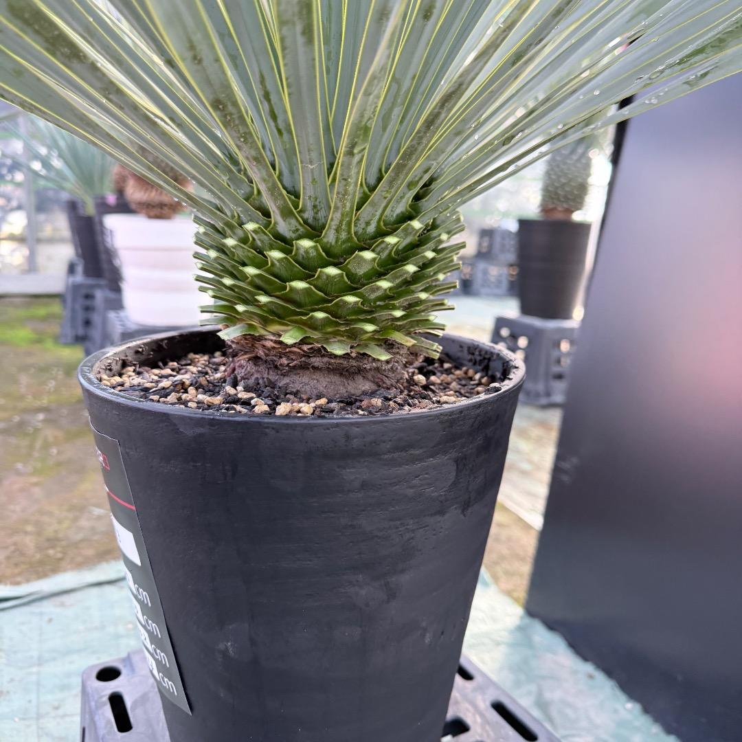 【AL1173】ユッカ　ロストラータ