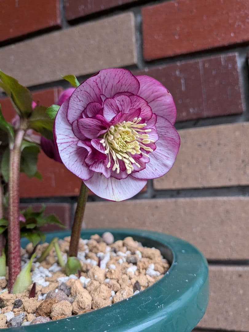 クリスマスローズ開花株・丸弁セミダブル咲き