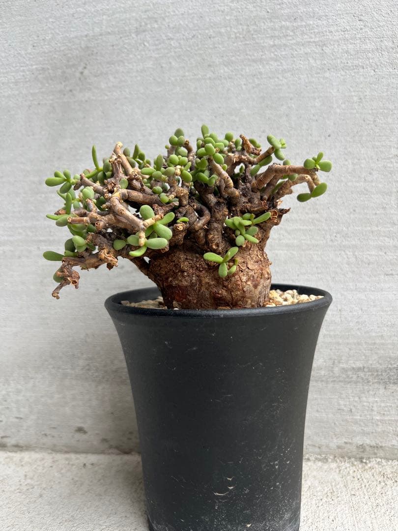 最終値下げ　発根済　ケラリアピグマエア　ベアルート株　①