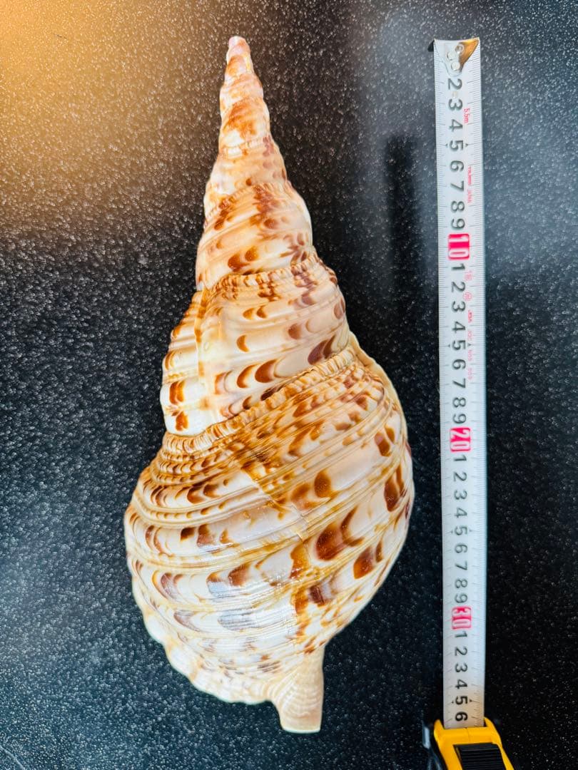 法螺貝 約36cmホラ貝 超特大