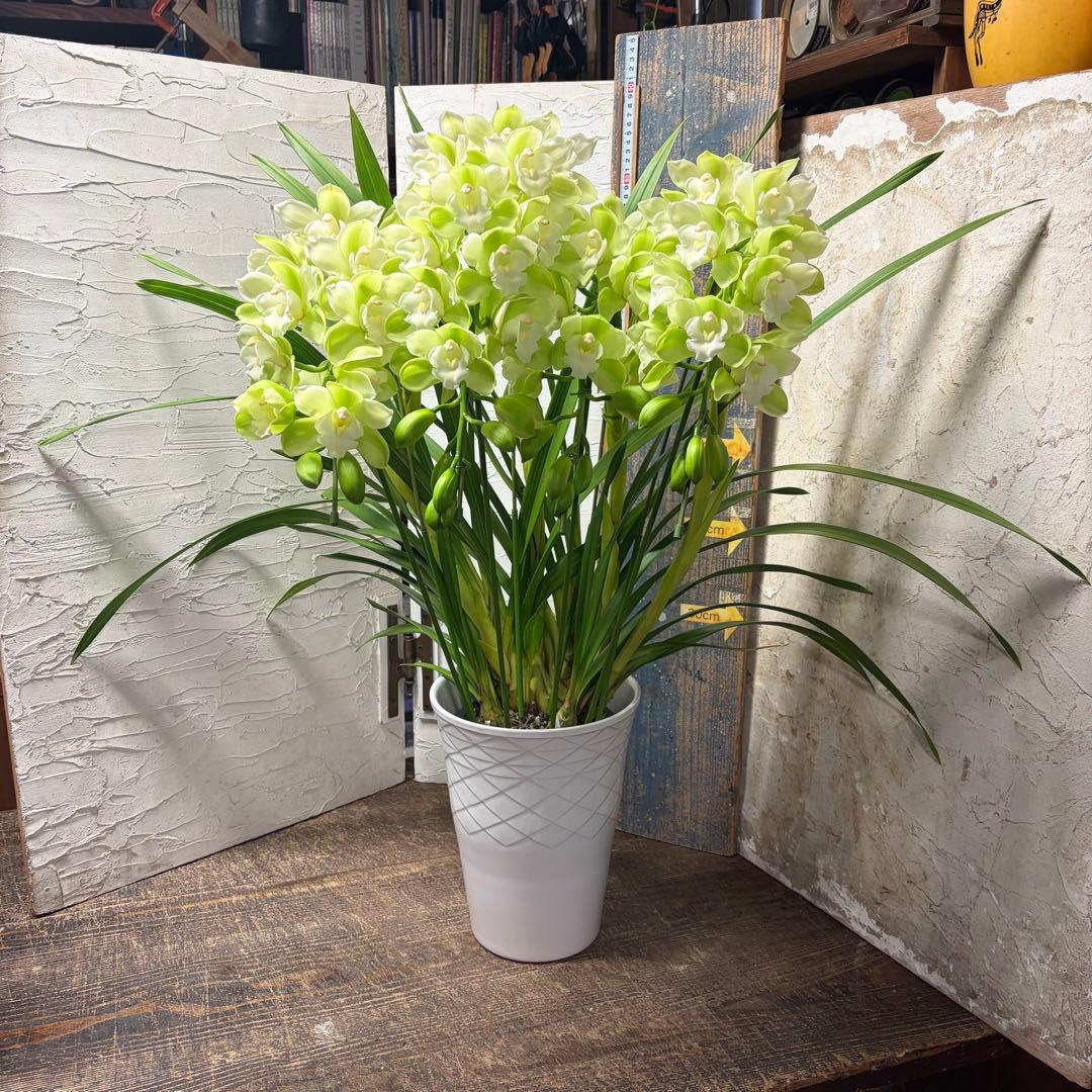 洋蘭　オーダー　シンビジューム　7寸陶器鉢