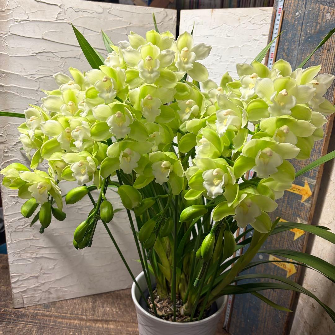 洋蘭　オーダー　シンビジューム　7寸陶器鉢