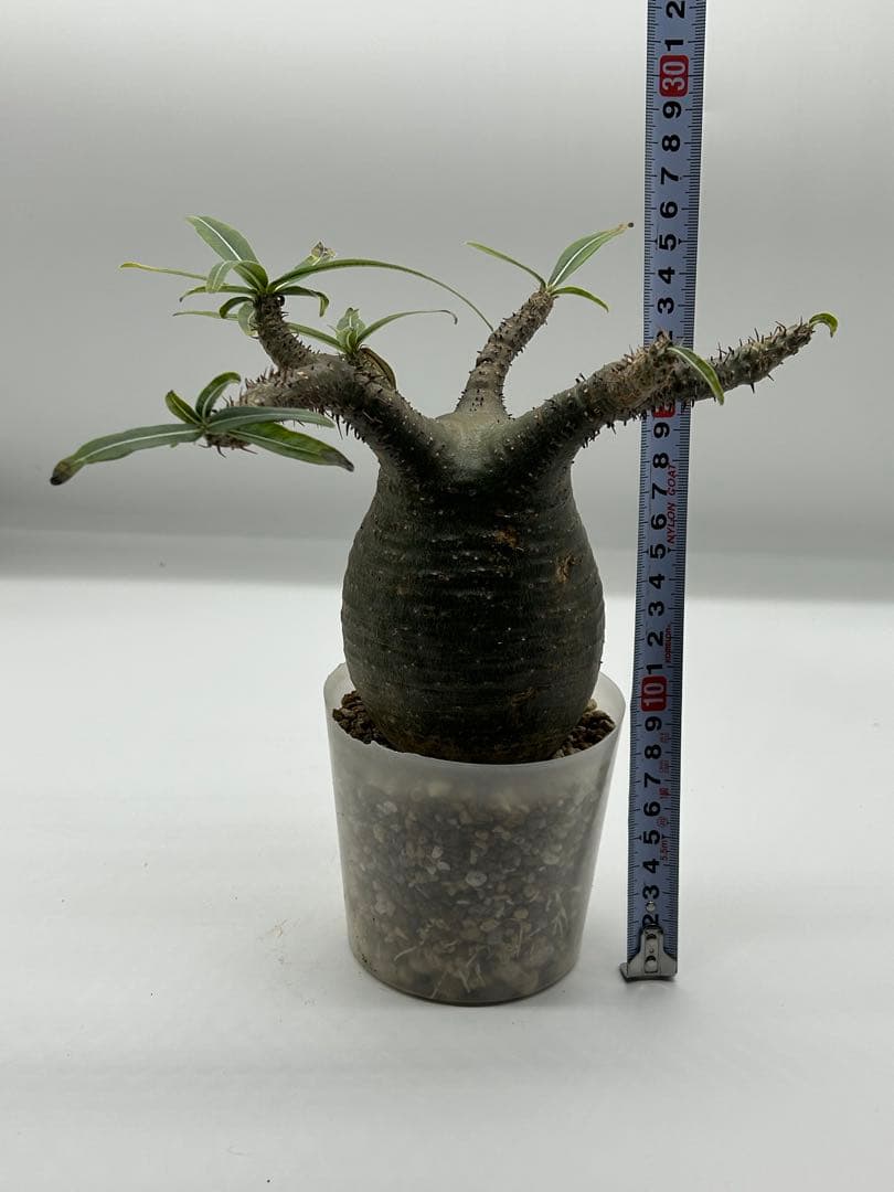 現地球　発根済み　パキポディウム　グラキリス　落葉中