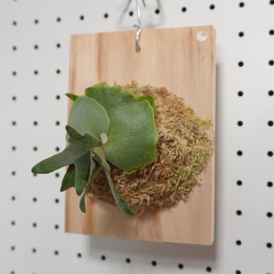 ビカクシダ OMG ウィリンキードワーフ 板付　O-1