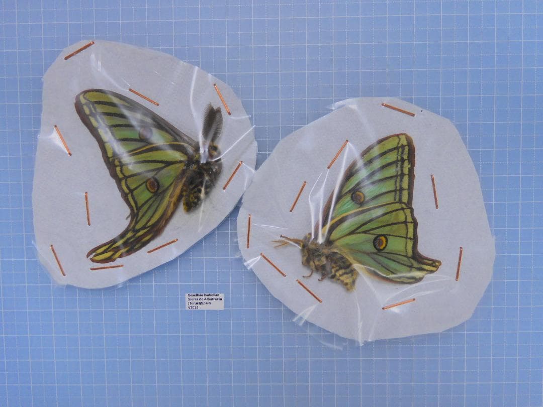 スペイン産　イザベラミズアオ　ペア　A-