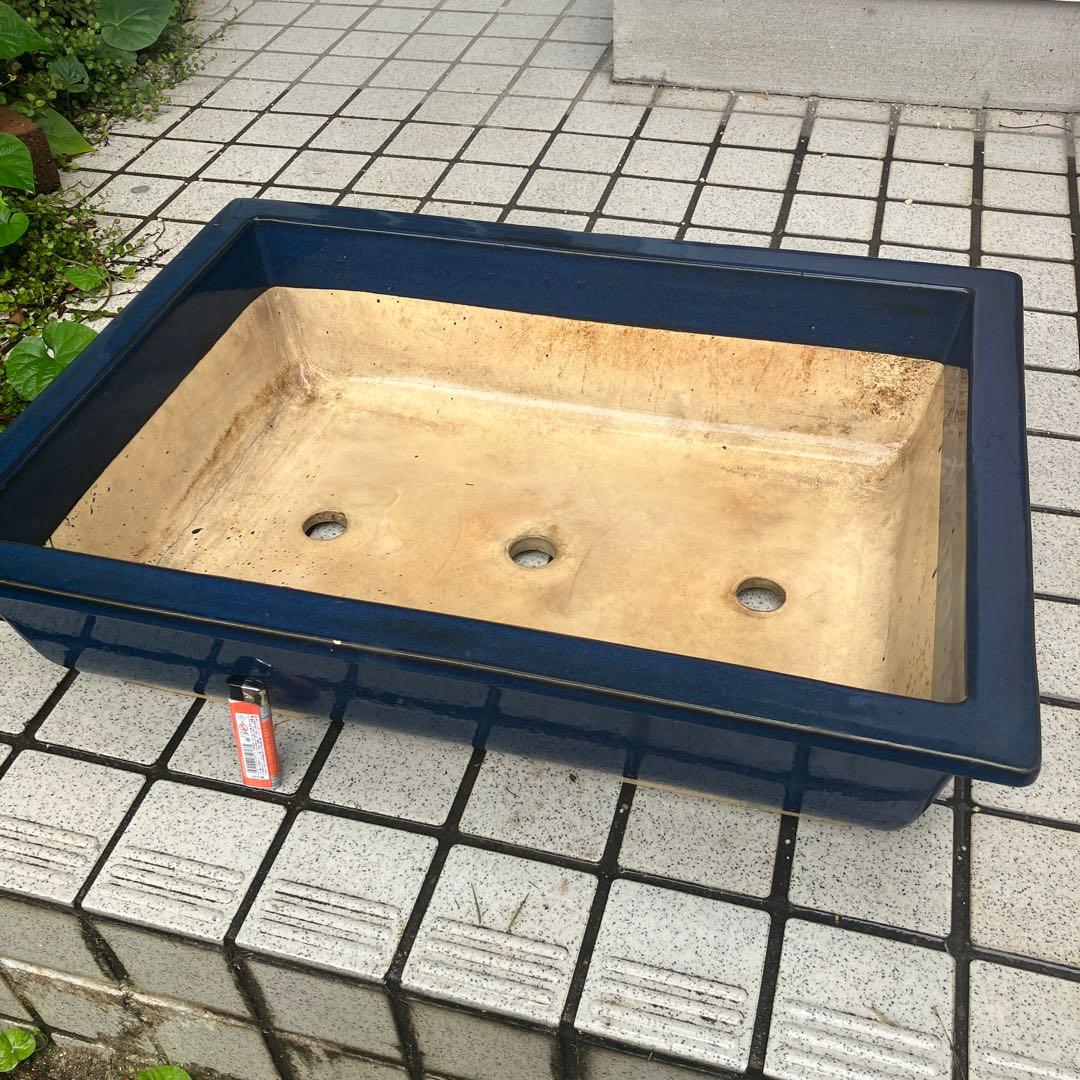 大型　盆栽鉢　21号　希少　黒松　五葉松　真柏