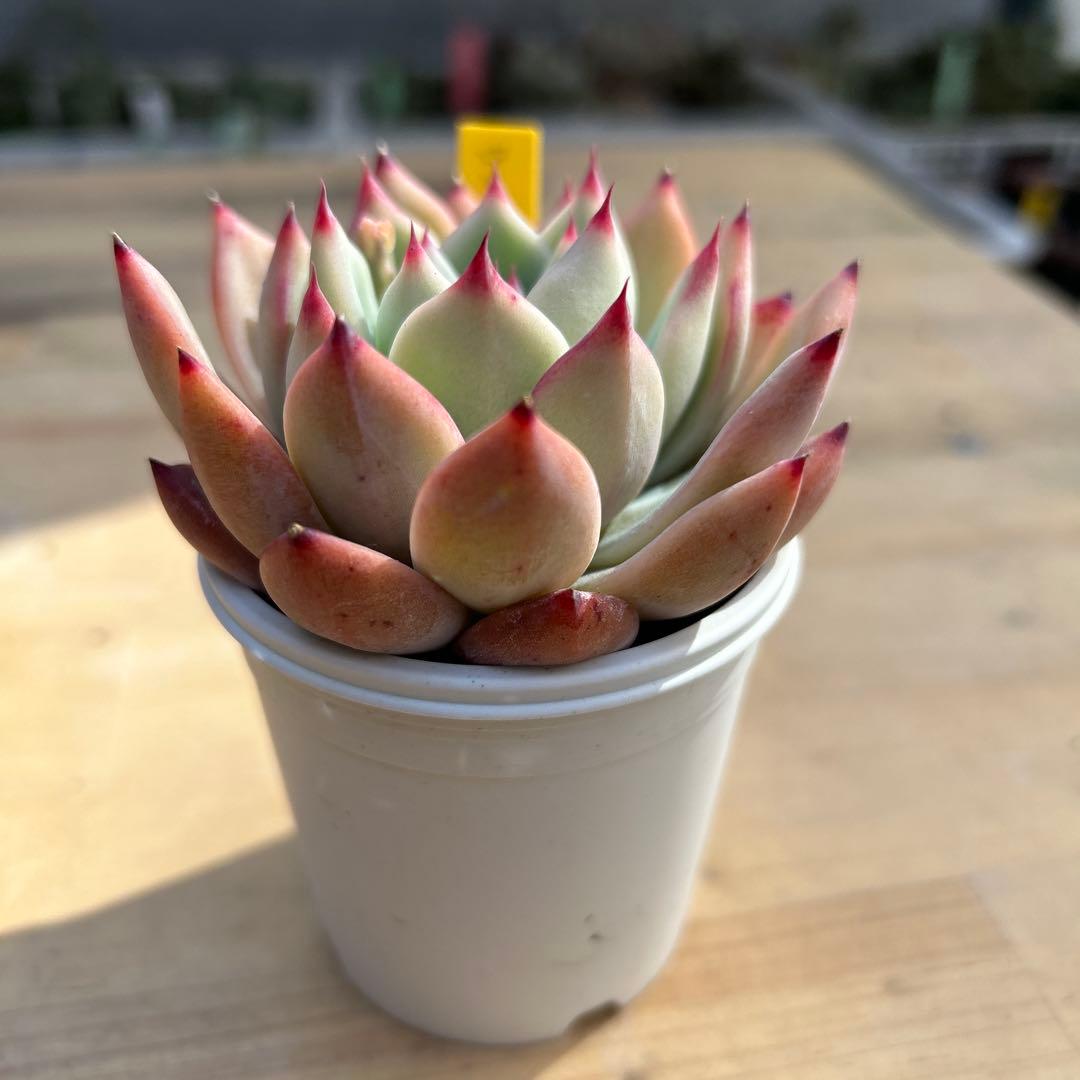 は*の様 多肉植物⭐︎中里リンゼアナ⭐︎札付き⭐︎花芽有り