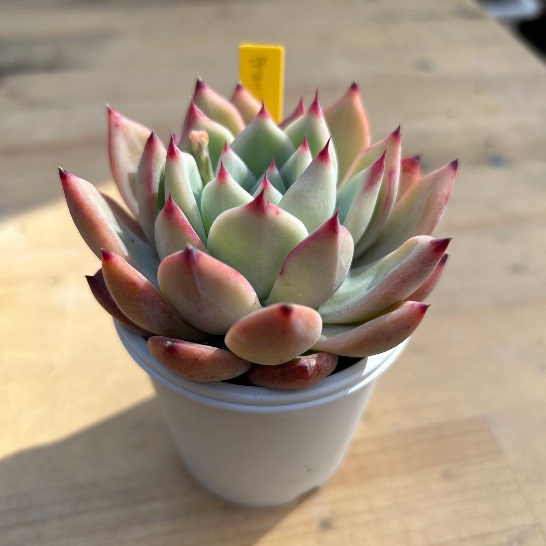 は*の様 多肉植物⭐︎中里リンゼアナ⭐︎札付き⭐︎花芽有り